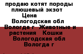 продаю котят породы “плюшевый экзот“ › Цена ­ 4 000 - Вологодская обл., Вологда г. Животные и растения » Кошки   . Вологодская обл.,Вологда г.